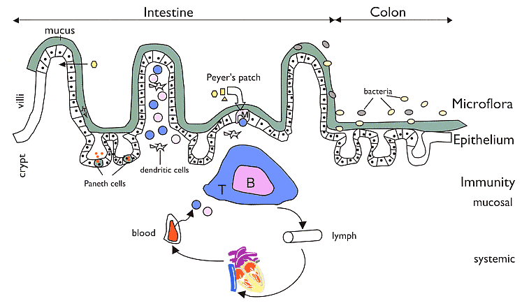 The intestine, composed of