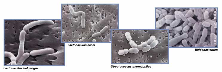 Lactobacillus casei and Lactobacillus rhamnosus